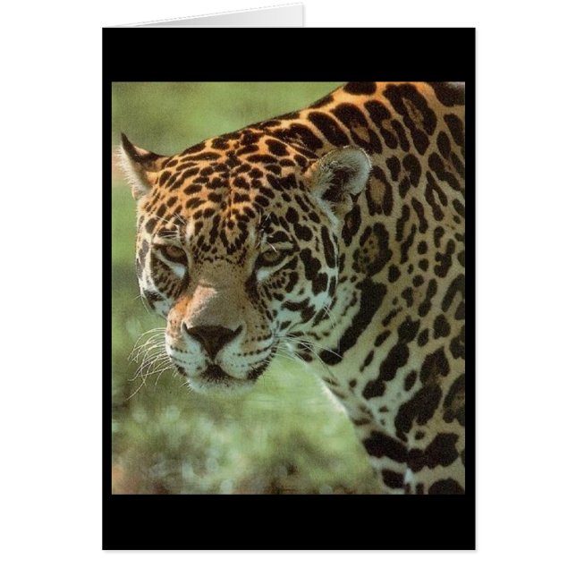 carte jaguar (Devant)