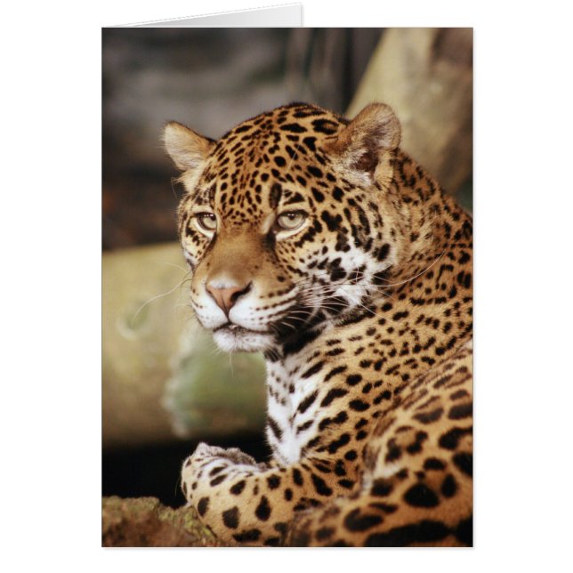 Carte Jaguar (Devant)