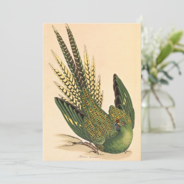 Carte James Sowerby Parrot terrestre, Psittacus terrestr (Debout devant)