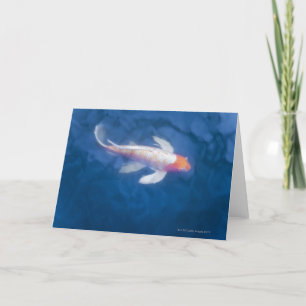 Carte Japanese koi fish in pond, high angle view
