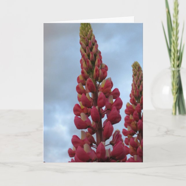 Carte Jardin aux fleurs de Lupin (Devant)
