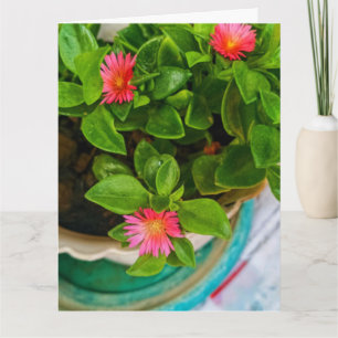 Carte Jardin Bébé Rose Soleil Plante En Pot Salutation p