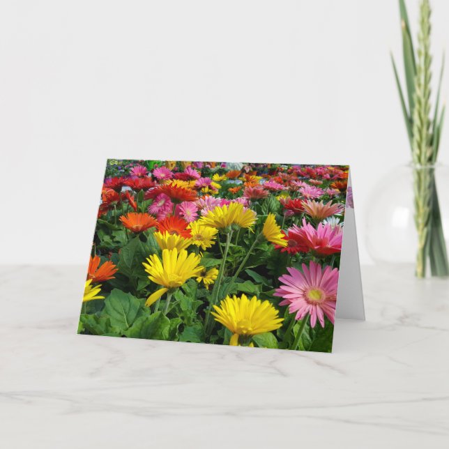 Carte Jardin des marais de Gerbera (Devant)