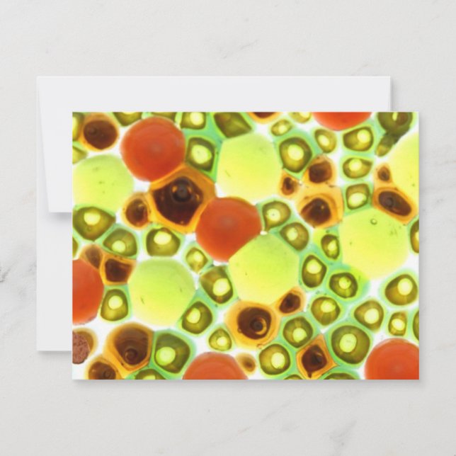 Carte jardin no 2 (Devant)