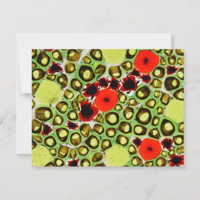 Carte jardin no 9 (Devant)