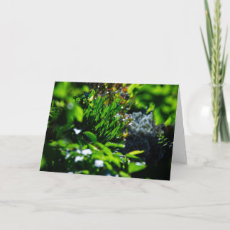 Carte Jardin vert luxuriant