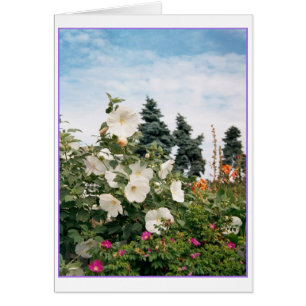 Carte Jardin Vineyard