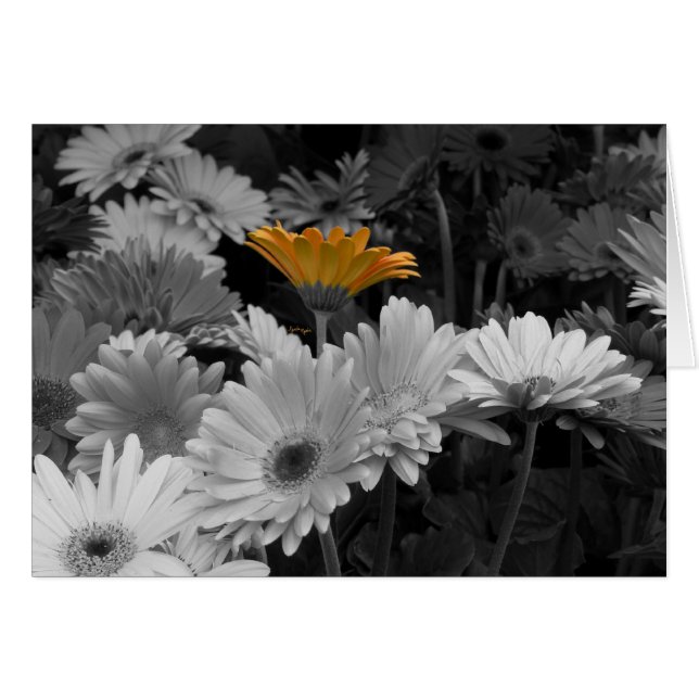 Carte jaune de marguerite (Devant horizontal)