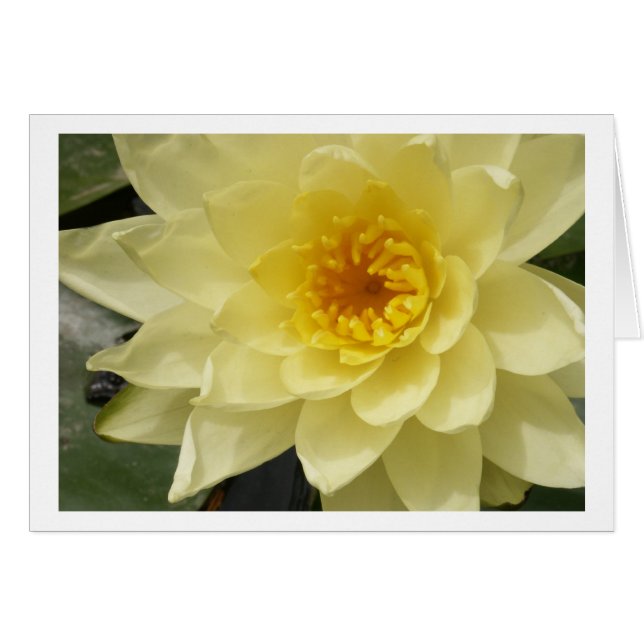 Carte jaune de nénuphar (Devant horizontal)