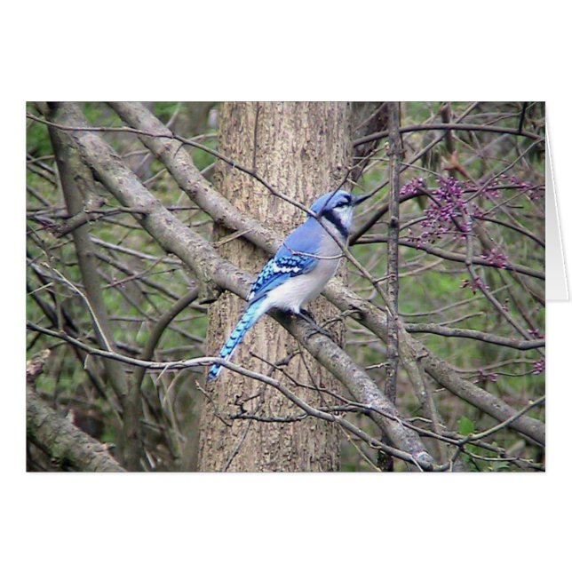 Carte Jay bleu printemps (Devant Horizontal)