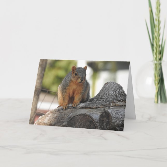 Carte Je Dis Salut. | Cute écureuil photo (Devant)