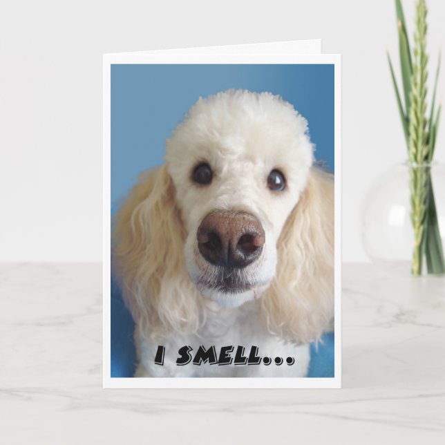 Carte Je Sens Un Vieux Caniche Blanche Au Gros Nez (Devant)