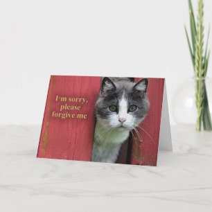 Carte Je suis désolé, avec un chat gris et blanc mou