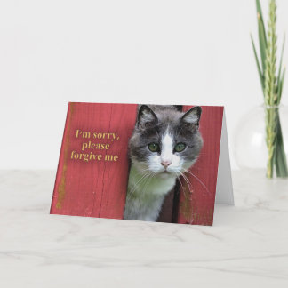 Carte Je suis désolé, avec un chat gris et blanc mou