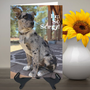 Carte Je suis désolé Brindle Chien de Vache Aîné Anniver