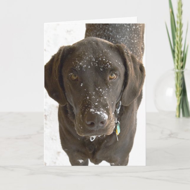 Carte Je Suis Désolé Chocolat Saupoudré De Neige Photo L (Devant)