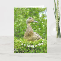 "JE SUIS UN CHALEUREUX CANARD/T'AI EU POUR UN PÈRE