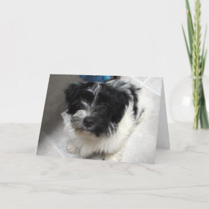 Carte Je Vous Manque - Chien Havanais