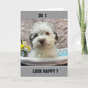 CARTE JEALOUS PUPPY VOUS SOUHAITE "HEUREUX ANNIVERSAIRE"