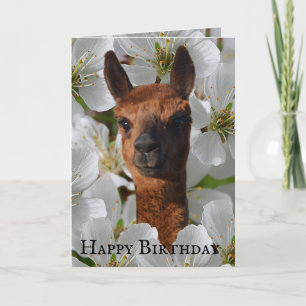 Carte Jeune Alpaga En Fleurs Blanches,