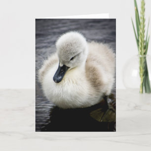 Carte Jeune cygne du cygne de bébé