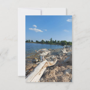 Carte Jeune mouette au bord du lac