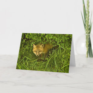 Carte Jeune Renard Rouge sortant de sa cachette dans les