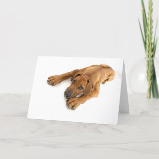 Carte Jeune ridgeback
