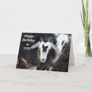 CARTE JEUX ANNIVERSAIRE DE HAPPY PIGMY CHÈTE COUPLE