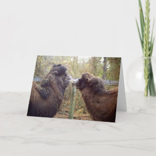 Carte Jingle Baba et Google Mama