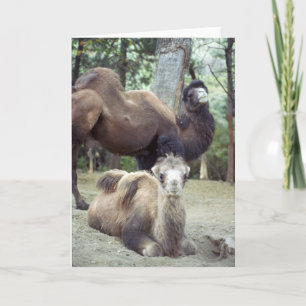 Carte Jingle Baba et Purnimama