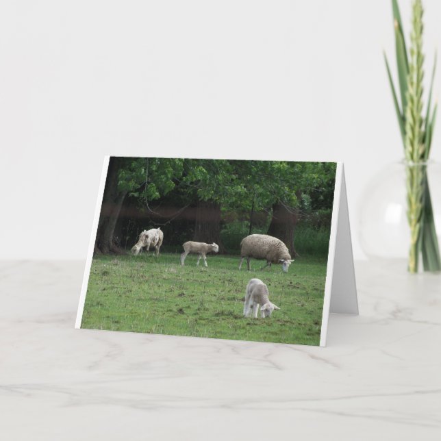 Carte John 10:27 et 28, mouton (Devant)