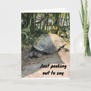 CARTE **JOLI ANNIVERSAIRE** DE SILLY TURTLE