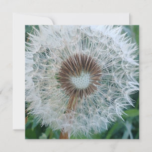 Carte Joli Dandelion blanc