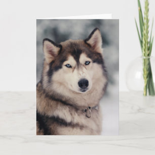 Carte Joli Husky en plein air