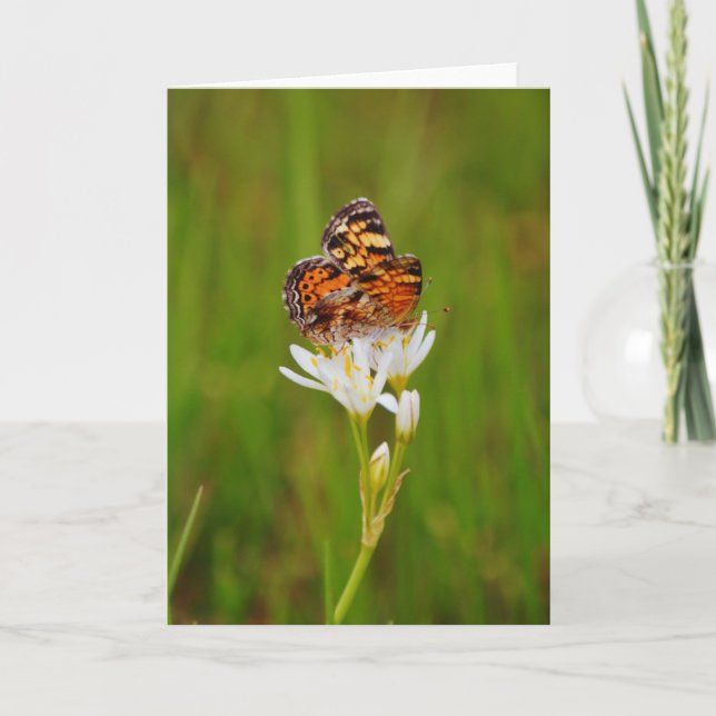 Carte Joli papillon sur Fleurs sauvages blancs (Devant)