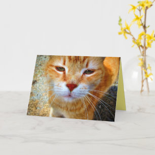 Carte Joli petit chat roux amical