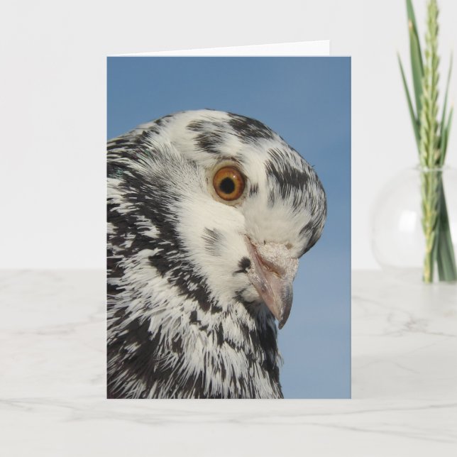 Carte Joli Pigeon Repéré Gros Plan, Blanc À L'Intérieur (Devant)