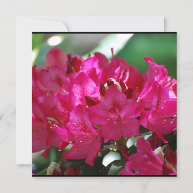Carte Joli Rhododendron rose (Devant)