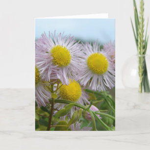 Carte Joli rose