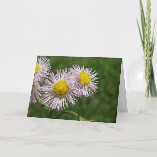 Carte Joli Rose Fleurs Comme De La Marguerite (Devant)