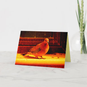 Carte Jolie colombe