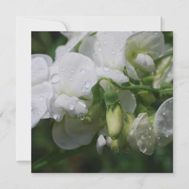 Carte Jolie Fleurs de pois doux blancs (Devant)