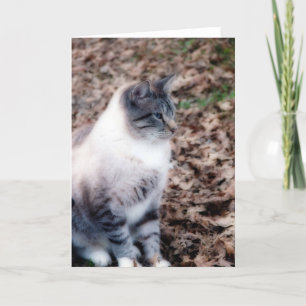 Carte Jolie Kitty All Occasion Card