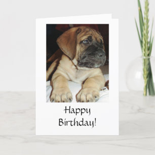 Carte Jolie Mastiff Puppy en anglais - Joyeux anniversai