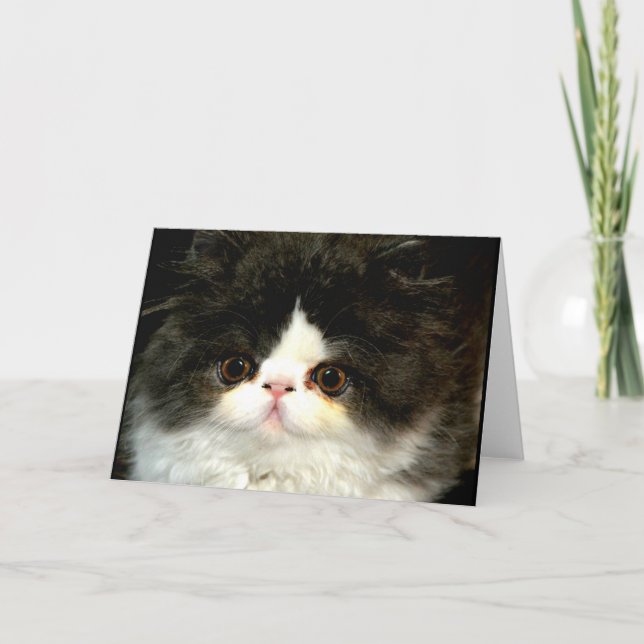 Carte jolie photo noir blanc chaton chat ragdoll (Devant)