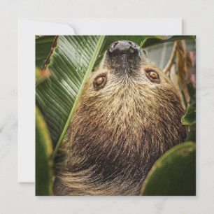 Carte Jote Sloth Holiday