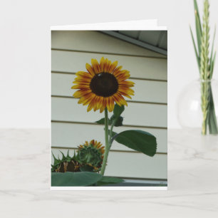 Carte Jour de soleil de tournesol
