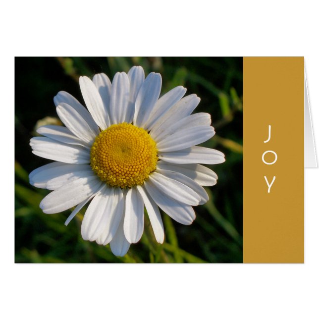 Carte JOY DAISY (Devant horizontal)
