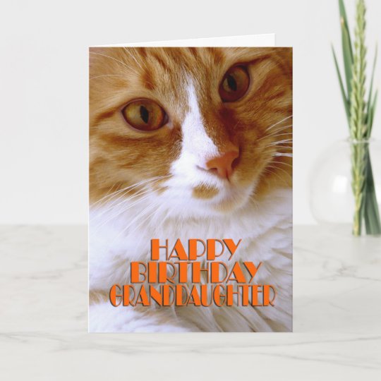 Carte Joyeuse Petite Fille D Anniversaire Chat Doux Zazzle Ca